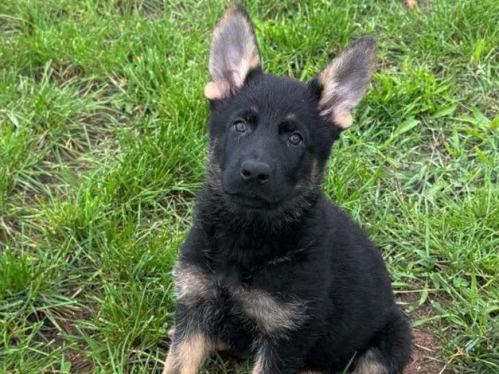 1 chiot femelle Berger Allemand LOF à acheter
