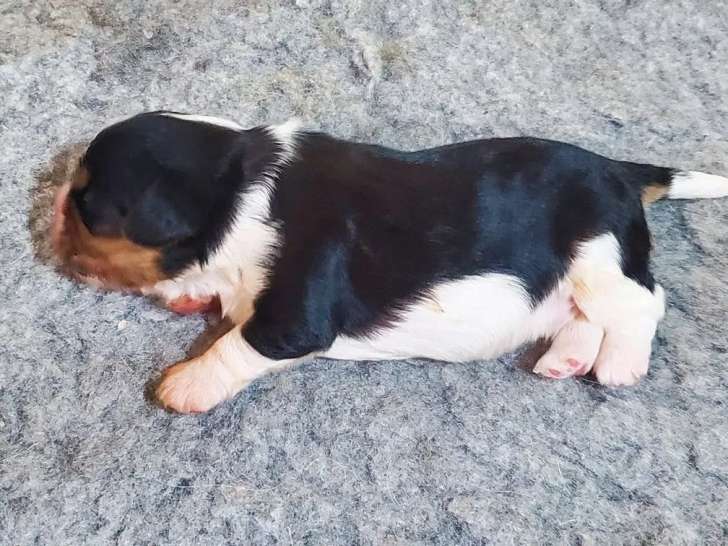 À réserver, 4 chiots Cavalier King Charles (LOF)