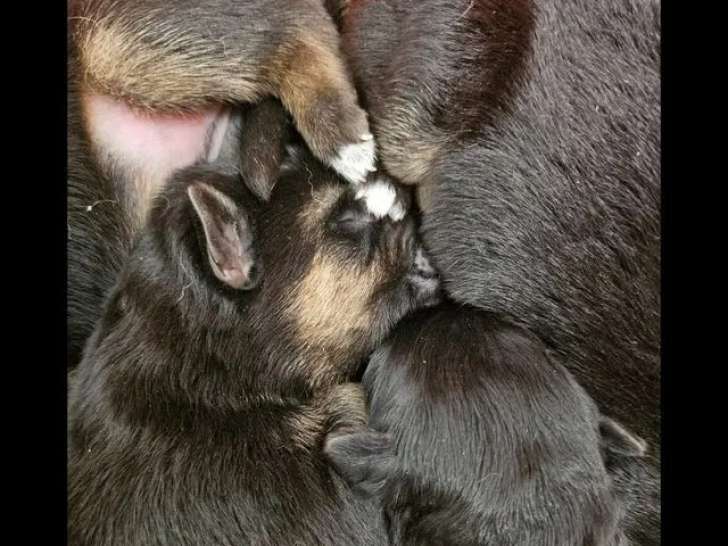 5 chiots Berger Allemand LOF à réserver