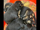 5 chiots Berger Allemand LOF à réserver