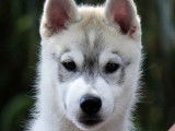 Chiot femelle Husky Sibérien LOF de juin 2025 à vendre