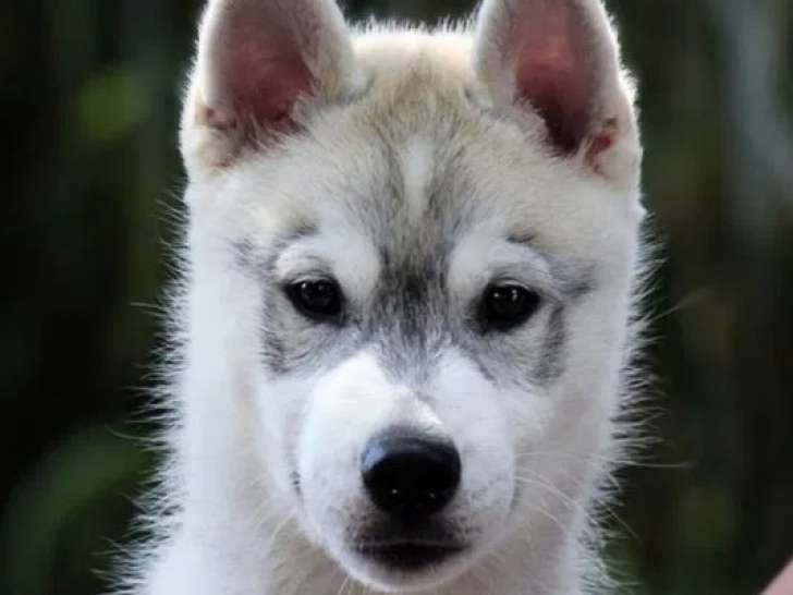 Chiot femelle Husky Sibérien LOF de juin 2025 à vendre