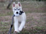 Chiot femelle Husky Sibérien LOF de juin 2025 à vendre