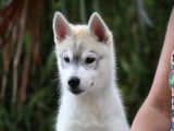Chiot femelle Husky Sibérien LOF de juin 2025 à vendre