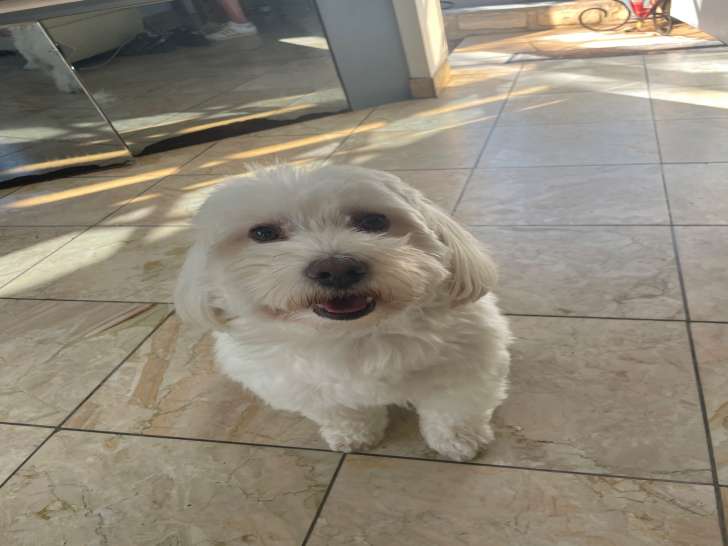 Mâle Coton de Tuléar disponible pour saillie