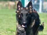 Chiot femelle Berger Belge Malinois de 11 mois à vendre (LOF)