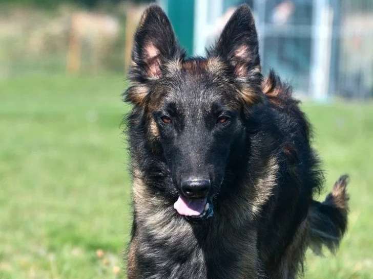 Chiot femelle Berger Belge Malinois de 11 mois à vendre (LOF)
