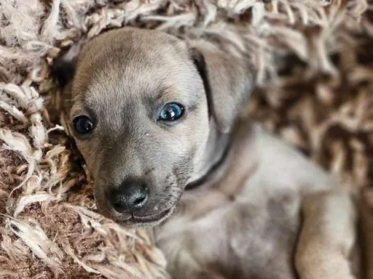 À vendre, 1 chiot mâle Petit Lévrier Italien LOF