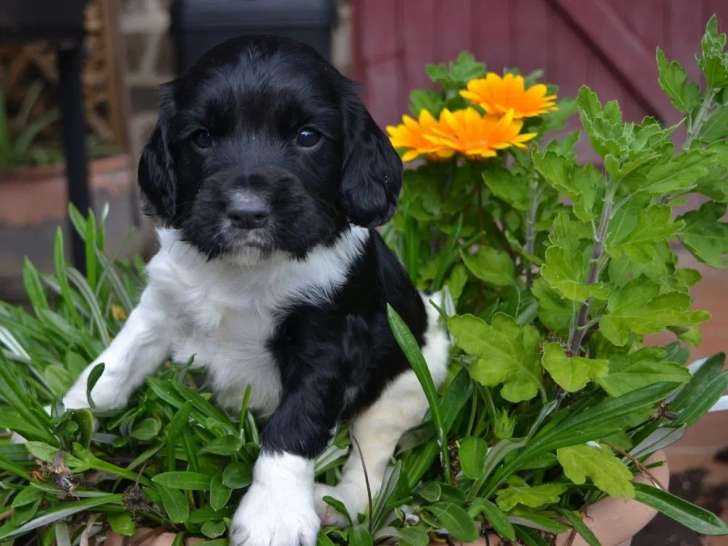 À réserver, 10 chiots English Springer Spaniel (LOF)