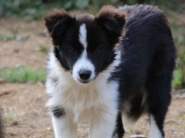 3 chiots Border Collie noir et blanc disponibles à la vente (LOF)