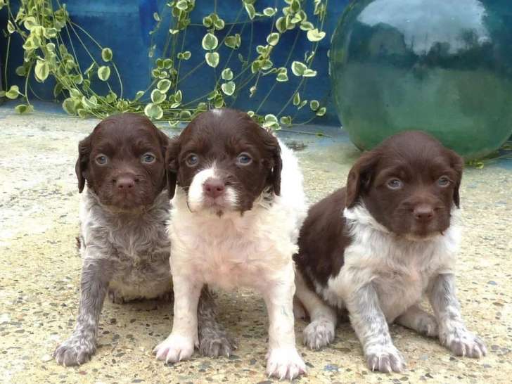6 chiots Épagneul Breton LOF à réserver