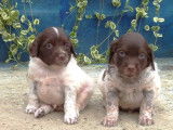 6 chiots Épagneul Breton LOF à réserver
