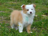 Chiots Border Collie à vendre