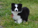 Chiots Border Collie à vendre