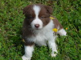 Chiots Border Collie à vendre
