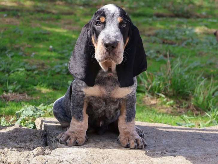 1 chiot mâle Basset Bleu de Gascogne LOF disponible à la vente