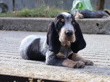 1 chiot mâle Basset Bleu de Gascogne LOF disponible à la vente