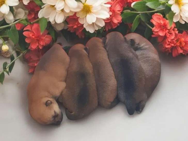 5 chiots Shiba Inu LOF fauves à réserver