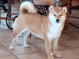 5 chiots Shiba Inu LOF fauves à réserver