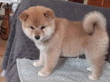 5 chiots Shiba Inu LOF fauves à réserver