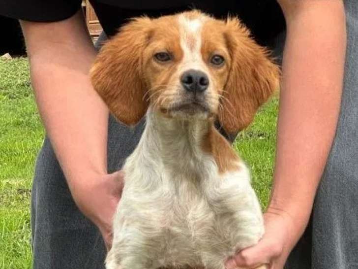 1 chiot mâle Épagneul Breton LOF disponible à la réservation
