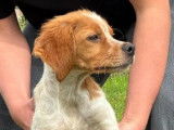 1 chiot mâle Épagneul Breton LOF disponible à la réservation