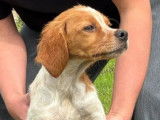 1 chiot mâle Épagneul Breton LOF disponible à la réservation