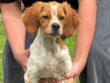 1 chiot mâle Épagneul Breton LOF disponible à la réservation