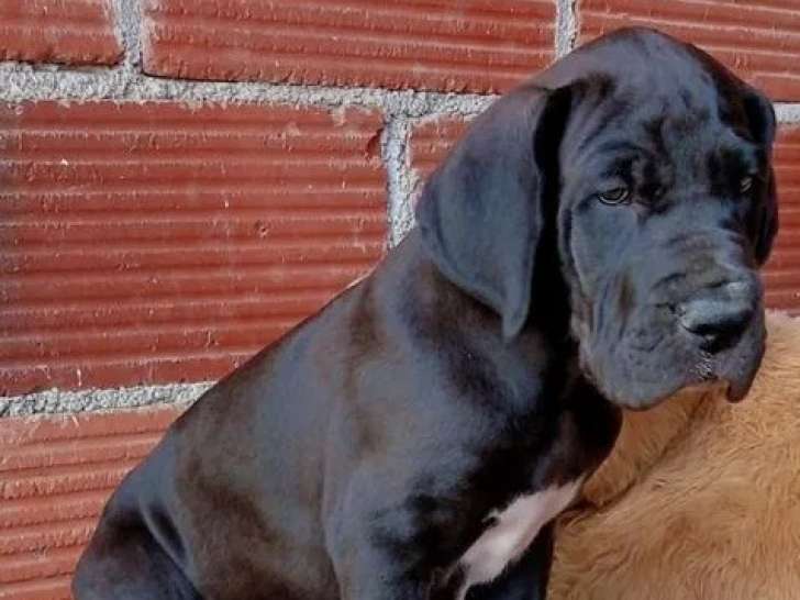 1 chiot mâle Dogue Allemand LOF à réserver