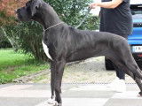 1 chiot mâle Dogue Allemand LOF à réserver
