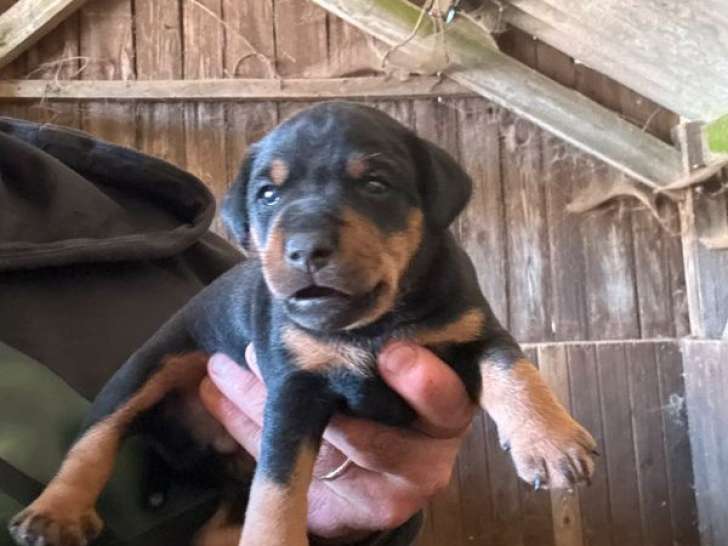 1 chiot mâle Jagd Terrier LOF à réserver, noir et feu