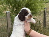 3 chiots Cocker Anglais LOF à réserver, 1 mâle et 2 femelles de juillet 2025
