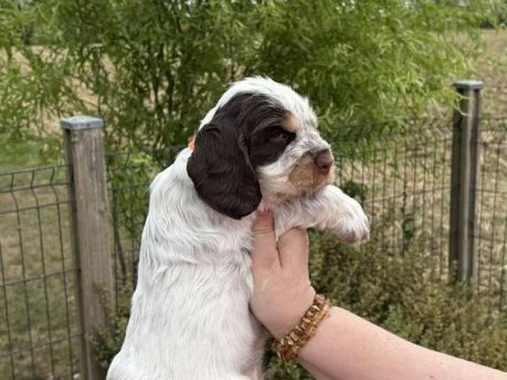 3 chiots Cocker Anglais LOF à réserver, 1 mâle et 2 femelles de juillet 2025