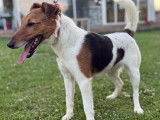 1 chienne Fox Terrier LOF à vendre, née en juillet 2023