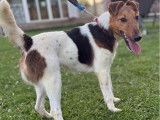 1 chienne Fox Terrier LOF à vendre, née en juillet 2023