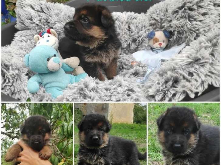 À réserver, 4 chiots Berger Allemand (LOF)