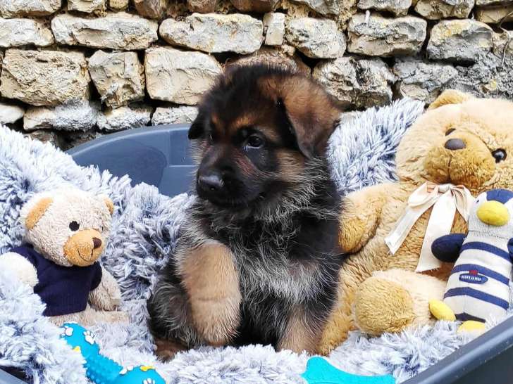 À réserver, 4 chiots Berger Allemand (LOF)