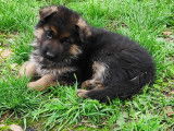 À réserver, 4 chiots Berger Allemand (LOF)