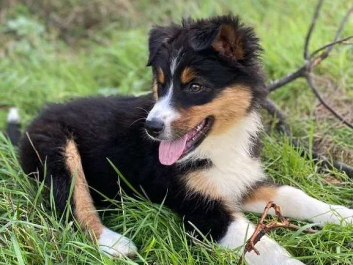 1 chiot femelle Berger Australien LOF à vendre