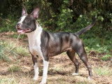 Chien femelle American Staffordshire Terrier LOF d’un an à vendre