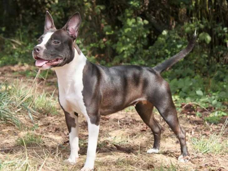 Chien femelle American Staffordshire Terrier LOF d’un an à vendre