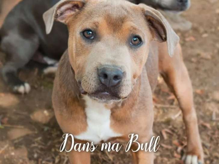 Chiots mâles Staffordshire Bull Terrier à vendre (LOF)