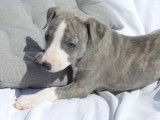 Chiots Whippet disponibles à la vente (LOF)