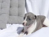 Chiots Whippet disponibles à la vente (LOF)
