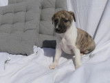 Chiots Whippet disponibles à la vente (LOF)