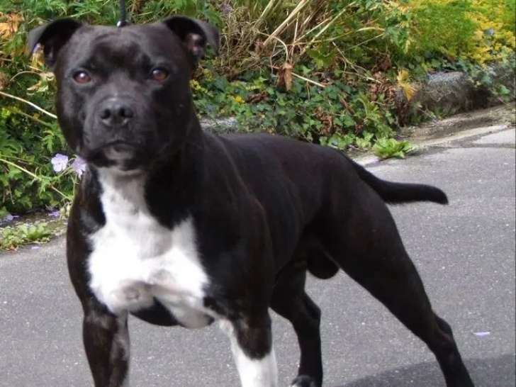 Chien mâle Staffordshire Bull Terrier LOF disponible pour saillie