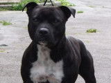 Chien mâle Staffordshire Bull Terrier LOF disponible pour saillie