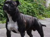 Chien mâle Staffordshire Bull Terrier LOF disponible pour saillie