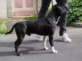 Chien mâle Staffordshire Bull Terrier LOF disponible pour saillie