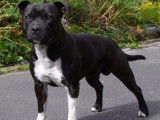 Chien mâle Staffordshire Bull Terrier LOF disponible pour saillie
